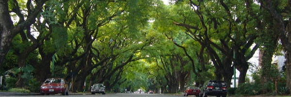 Lovely "Tipas Peruanas" trees in Belgrano, Buenos Aires