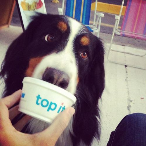 top-it-cute-dog-buenos-aires