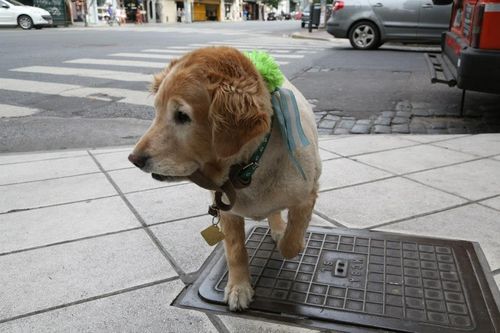 A dog crossing Avenida Corrientes in Buenos Aires barrio of Buenos Aires