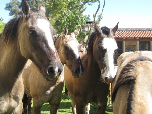 El Ombu Estancia