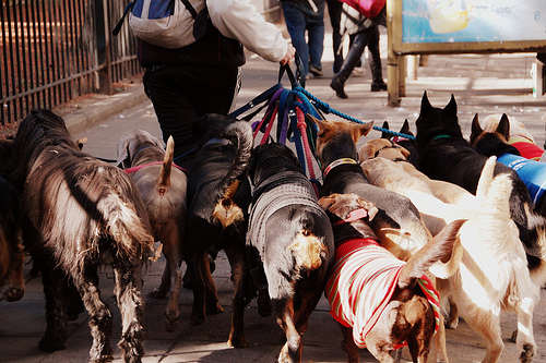 A dog walker in Palermo, Buenos Aires