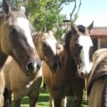 Spend a Day in Argentine Gaucho Heartland